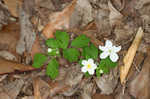 Eastern false rue anemone